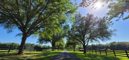 oak tree lined driveway to venue